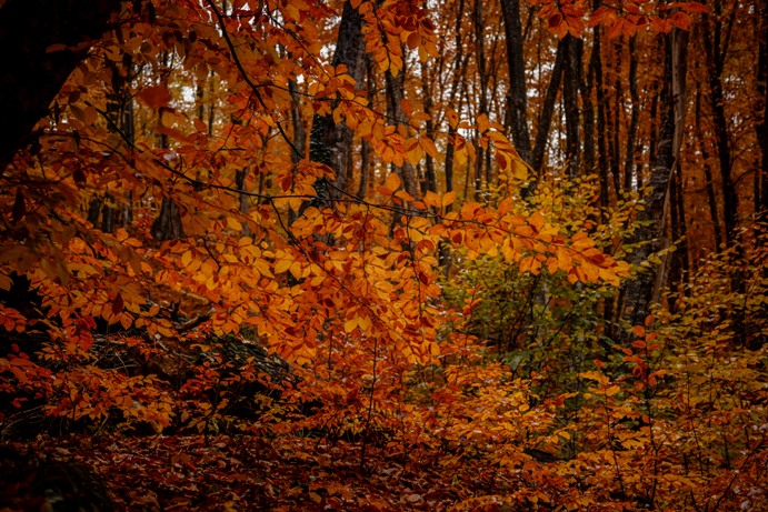 Emma Sonberg's Guide to Baldpate Mountain, New Jersey