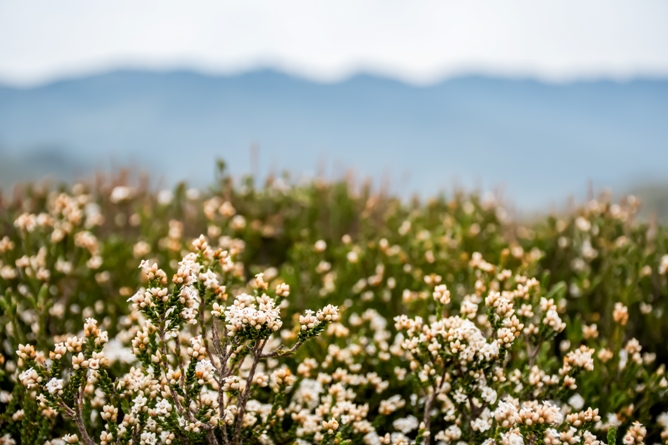Emma Sonberg's  Guide to Calf Mountain