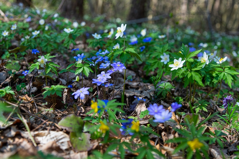 Emma Sonberg's Guide to The Appalachian Trail in Duncannon